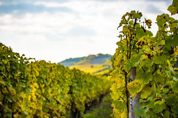 istock Romatic yellow vineyards during autumn in Rheinhessen 873192552