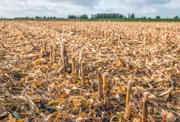 Stubble field from close after harvesting silage maize Closeup of a stubble field after harvesting silage maize on a cloudy day in the Dutch fall season. field stubble stock pictures, royalty-free photos & images