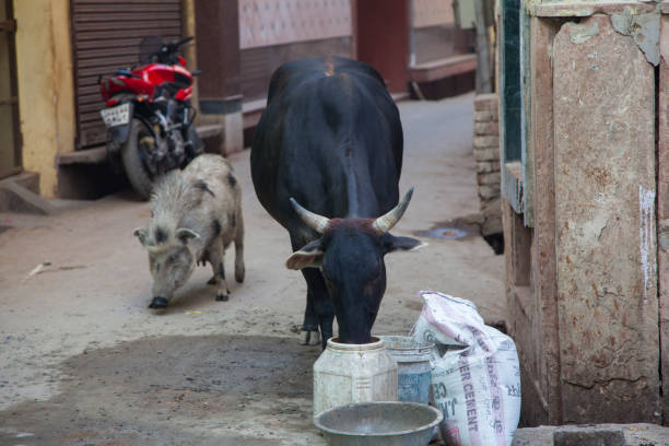 A cow, an animal holy to India's Hindus, roaming freely through the streets of Vrindavan searching for food in the rubbish, India