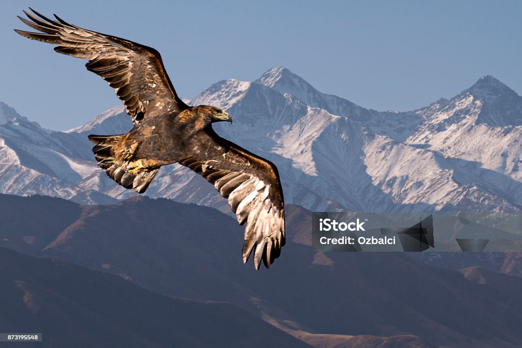 Golden eagle in flight. Golden eagle flying with Tien Shan mountains in the background near Bishkek, Kyrgyzstan. Golden Eagle Stock Photo