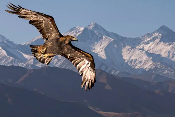 Golden eagle flying with Tien Shan mountains in the background near Bishkek, Kyrgyzstan.