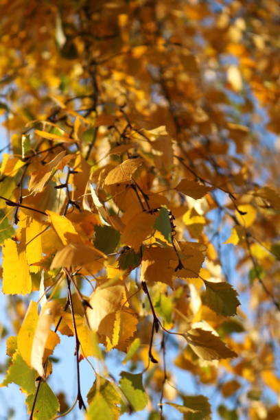 istock leaves of birch in forest 873196308