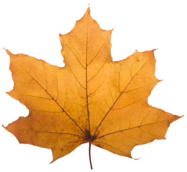 istock yellow maple leaf on a white background is the most commonly used sun symbol 873196494