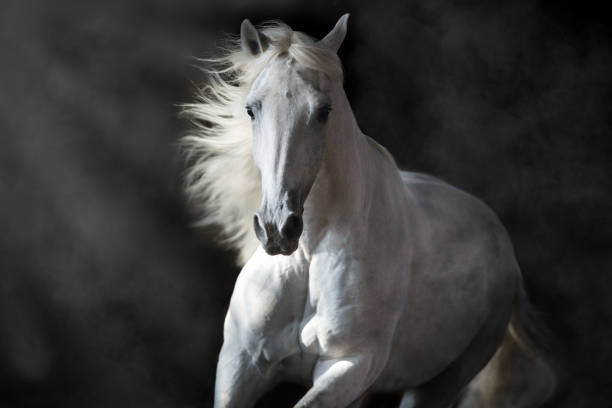 Horse in motion on black