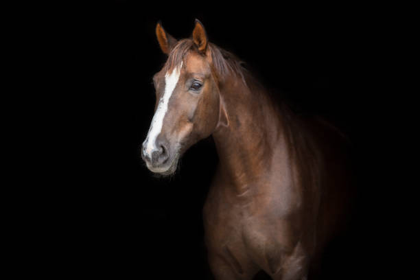 Horse on black Red horse portrait on black background equestrian event photos stock pictures, royalty-free photos & images