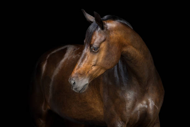 istock Bay horse portrait 873196734