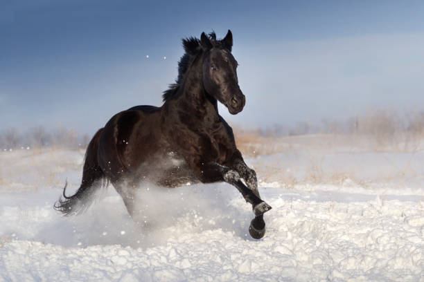 istock Horse jump in snow 873196984