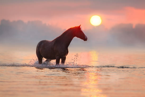 istock Horse in water at sunrise 873197024