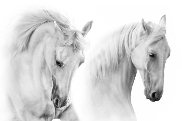 White horses portrait in motion on white background. High key