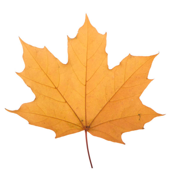 istock yellow maple leaf on a white background is the most commonly used sun symbol 873197284