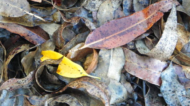 istock dry leaves lying on the ground 873197286