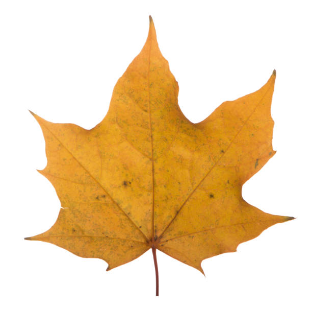 istock yellow maple leaf on a white background is the most commonly used sun symbol 873197376