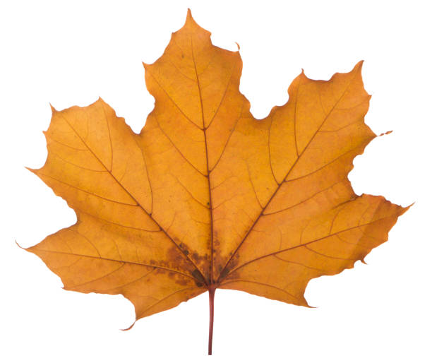 istock yellow maple leaf on a white background is the most commonly used sun symbol 873197532