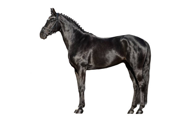 istock Horse exterior cut out 873199580