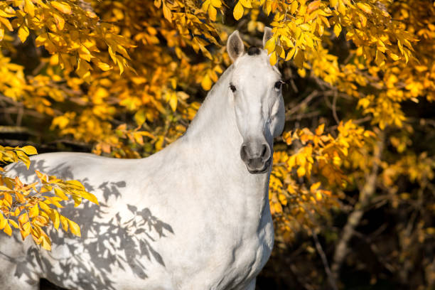 istock White horse in orange trees 873199712