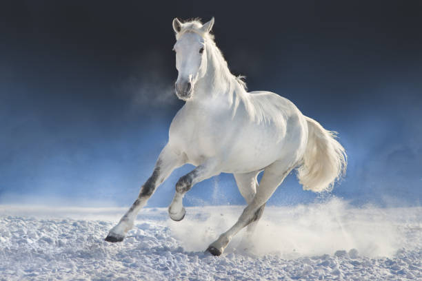 istock White horse in snow 873199728