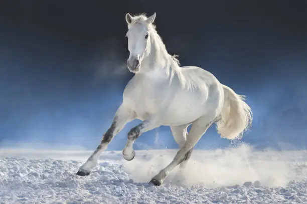 Beautiful white horse run in snow field
