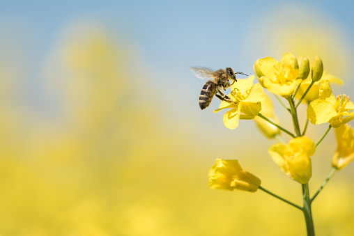 Bee collects honey - rape blossom in spring