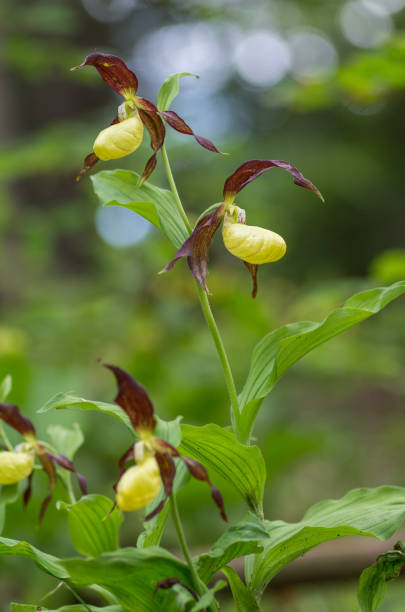 istock lady's-slipper orchid 873203746