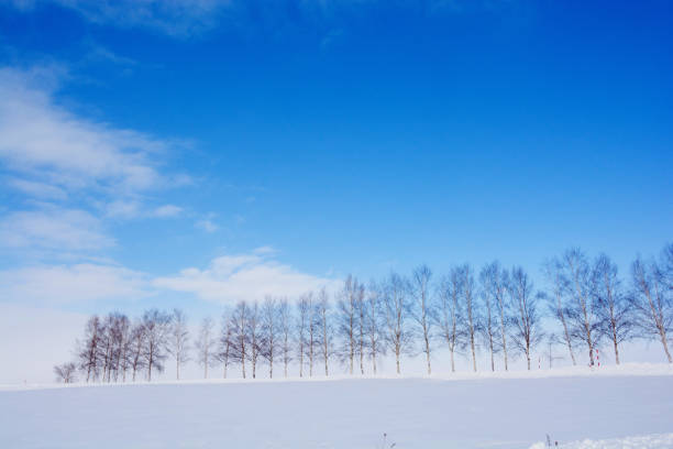 Winter scenery at Biei Hokkaido Japan
