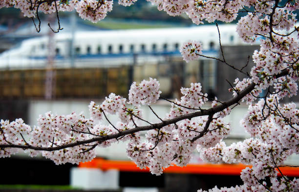 cherry blossoms stock photo