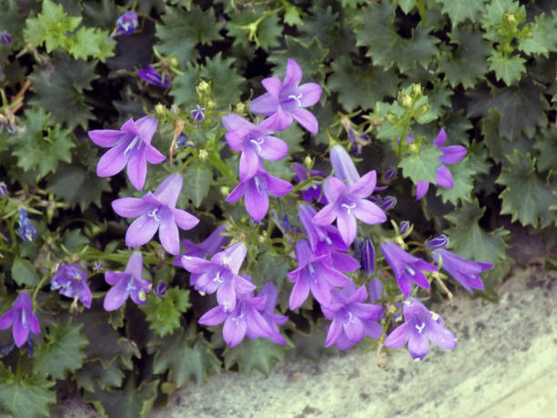 istock Campanula or Bellflower in the flowerbed 873208508