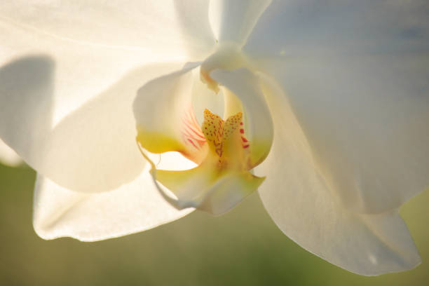 istock White Orchid in the Sunset 873211696