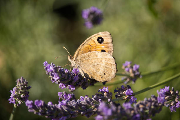 istock Maniola jurtina on Violet Flowers 873212374
