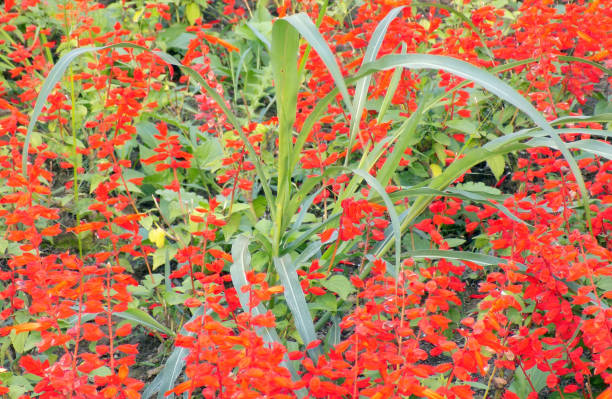 istock Weeds in the flowerbed 873215552