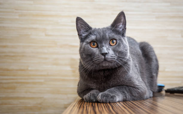 British shorthair cat lying on the table stock photo