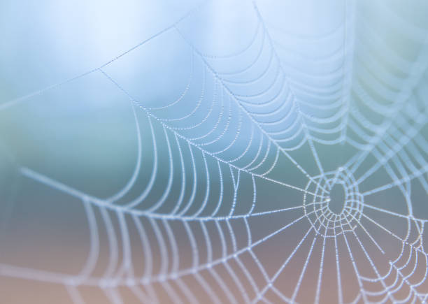 istock spiderweb in morning mist haze abstract nature details 873220066