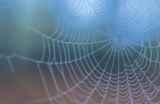 istock spiderweb in morning mist haze abstract nature details 873220224