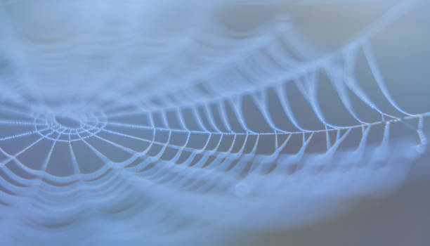 istock spiderweb in morning mist haze abstract nature details 873220226
