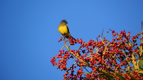 ヤシの木のフルーツとトロピカルのタイランチョウ やしの葉のストックフォトや画像を多数ご用意 やしの葉, オリーブタイランチョウ