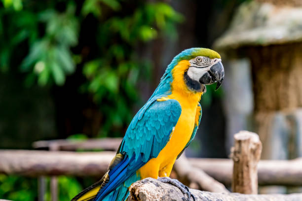 istock Colorful macaw on branch 873226734