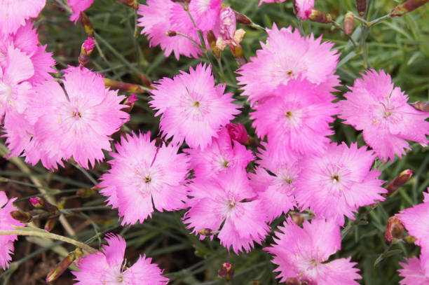 Dianthus repens or boreal carnation or northern pink many pink flowers Dianthus repens or boreal carnation or northern pink many pink flowers dianthus barbatus stock pictures, royalty-free photos & images