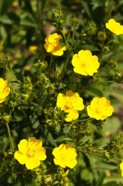 Potentilla fruticosa goldfinger yellow flowers with green vertical Potentilla fruticosa goldfinger yellow flowers with green vertical potentilla goldfinger stock pictures, royalty-free photos & images