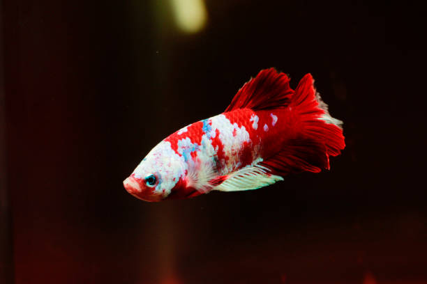 bettas fantaisie - siamese fighting fish fish fighting green photos et images de collection