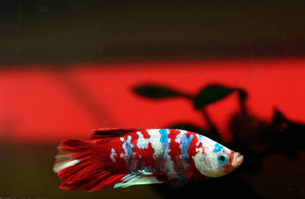 bettas fantaisie - siamese fighting fish fish fighting green photos et images de collection