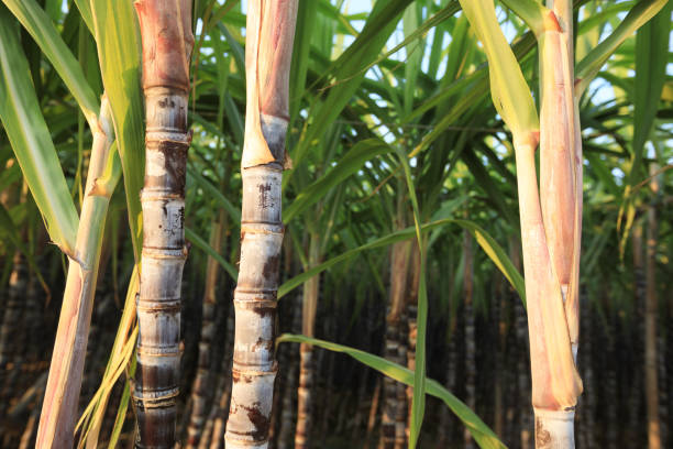 istock Sugarcane plants growing at field 873227910