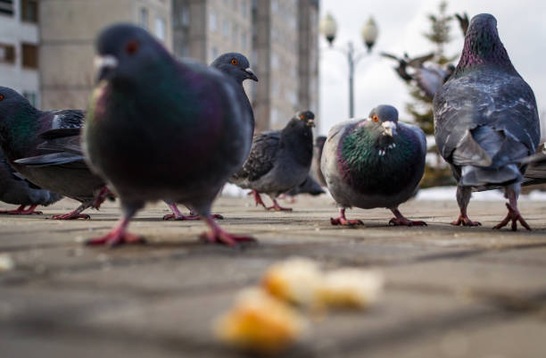 istock a lot of pigeons 873230632