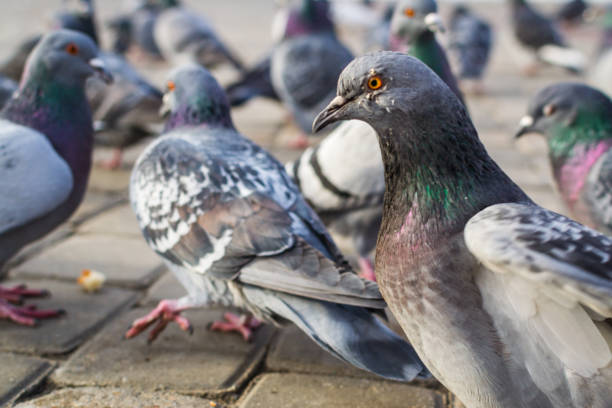 istock a lot of pigeons 873230670