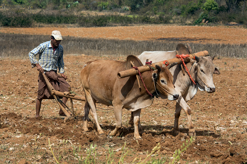 Agriculture - Burmese farmer plowing his field in the countryside near Kalaw in Myanmar (Burma).