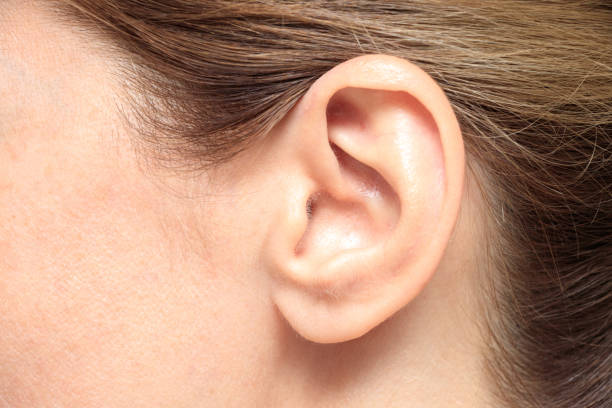 oído - human ear fotografías e imágenes de stock