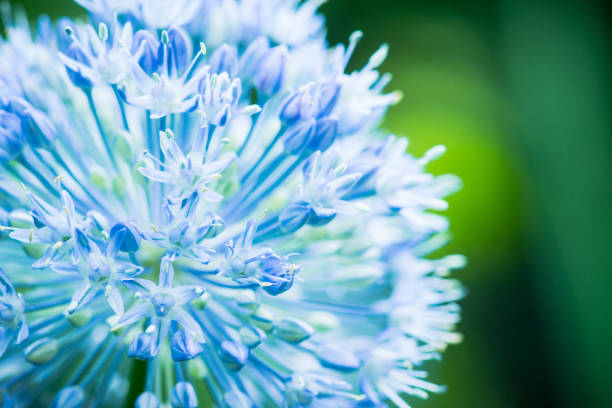 Allium (Allium Giganteum) blooming in the garden. Shallow depth of field.