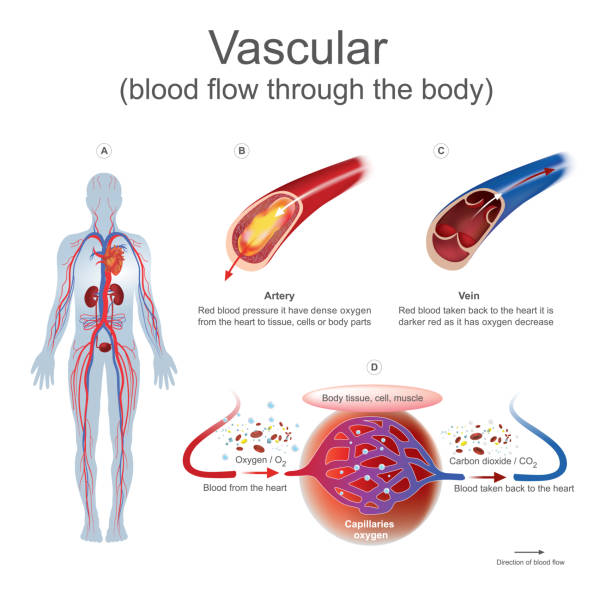 Vascular blood flow through the body. Red blood pressure it have dense oxygen from the heart to tissue, cells or body parts. tissue anatomy stock illustrations