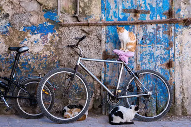 Photo of Cats and bikes
