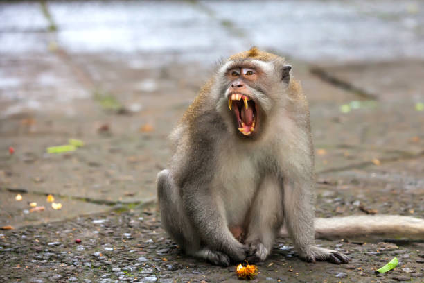 lindos monos vive en bosque de monos de ubud, bali, indonesia. - beauty in nature day animal monkey fotografías e imágenes de stock