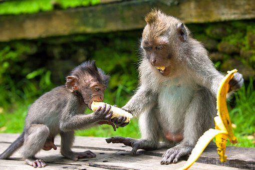 A funny baby macaque steals a banana from an adult monkey.