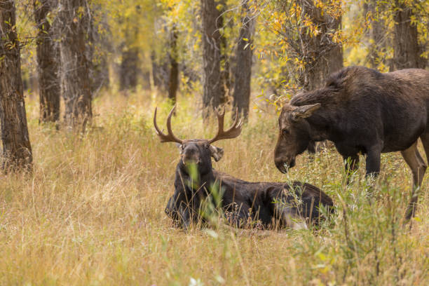istock Shiras Moose Bull and Cow in Rut 873260172
